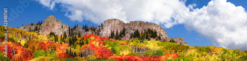 Panoramic view of Aspen Tree leaves changing color in the Rocky Mountains of Colorado during Autumn. The sky is blue with white clouds. There is also a mountain in the middle of the trees. 
