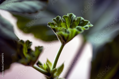 Canvas Print close up of a flower, nacka, sweden, sverige. stockholm