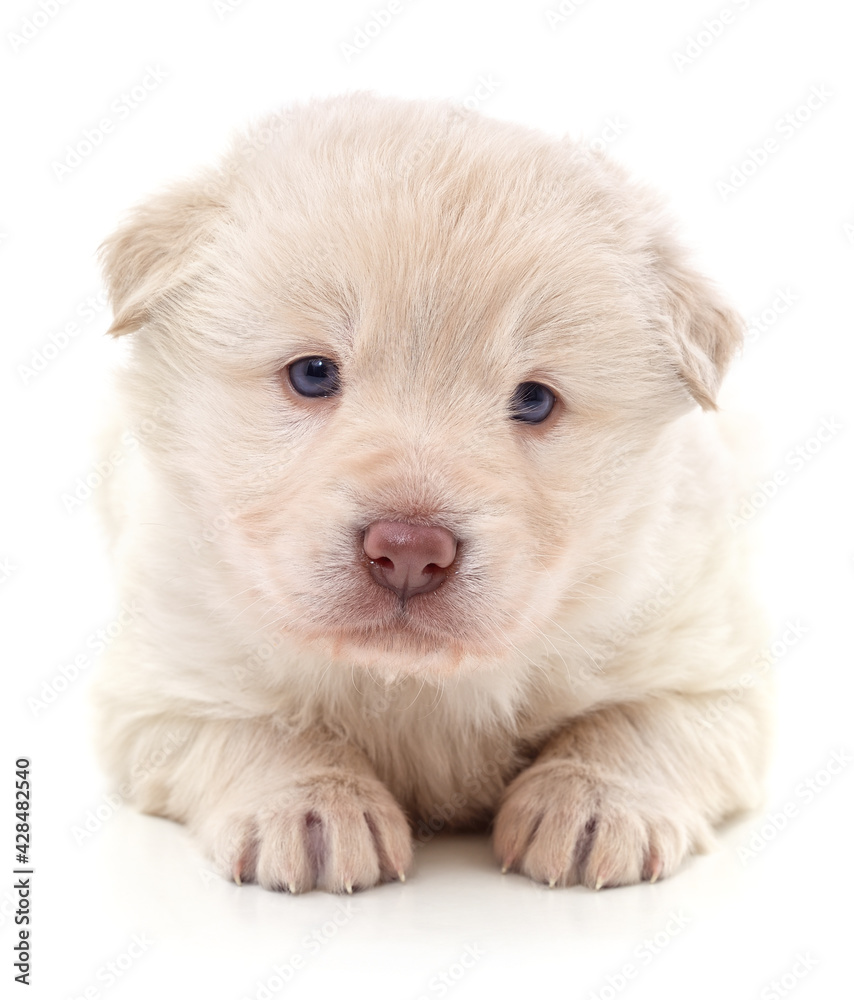 Fototapeta premium One white puppy.