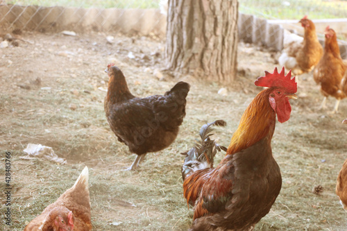 Cock and hens in the country yard. Natural farming agricultural concept