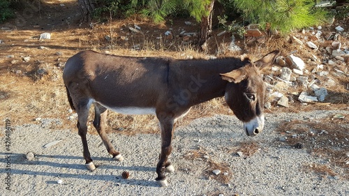 Wild Donkey in Bodrum, Mugla, Turkey