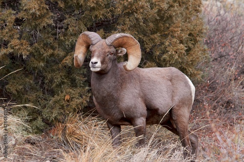 Bighorn ram