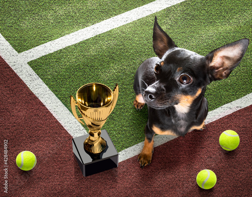 tennis player dog © Javier brosch