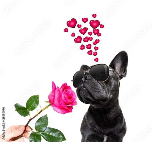 Fototapeta Naklejka Na Ścianę i Meble -  dog valentines love heart mothers and fathers day