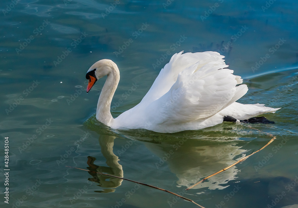 Swan at Lake Balaton, Hungary