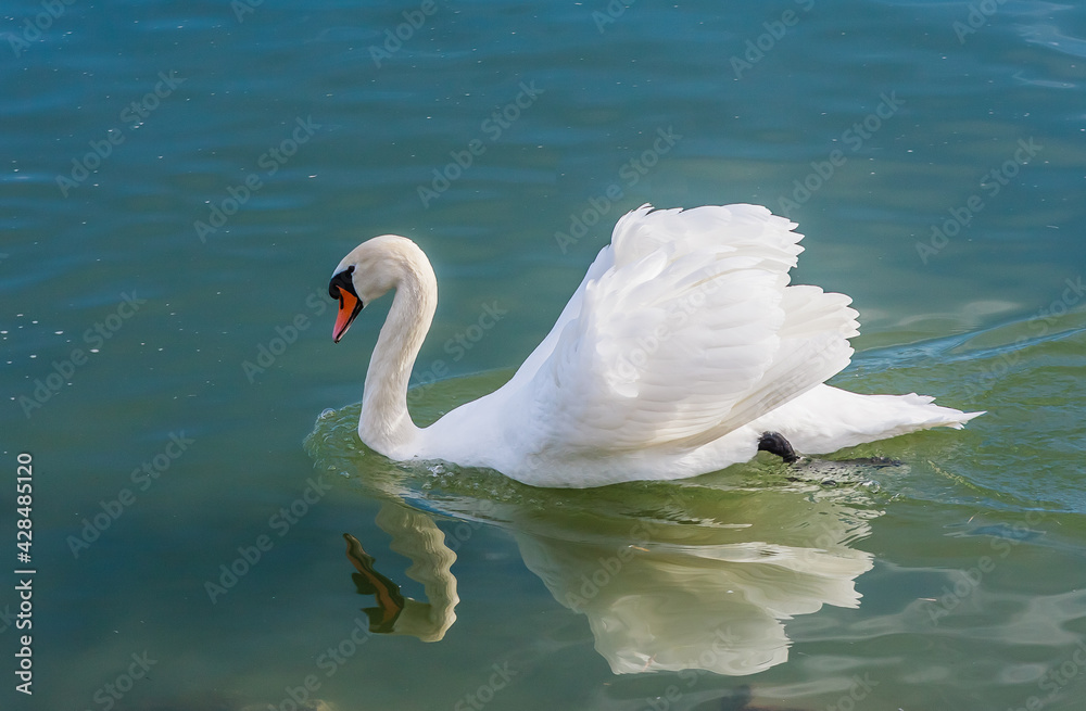 Swan at Lake Balaton, Hungary
