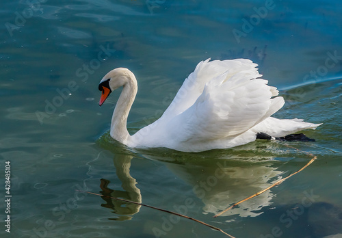 Obraz na płótnie Swan at Lake Balaton, Hungary w salonie