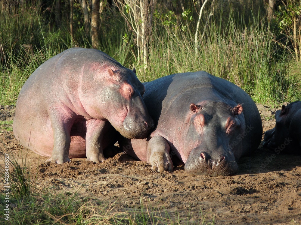 Hippopotames dans la savane, Afrique du Sud
