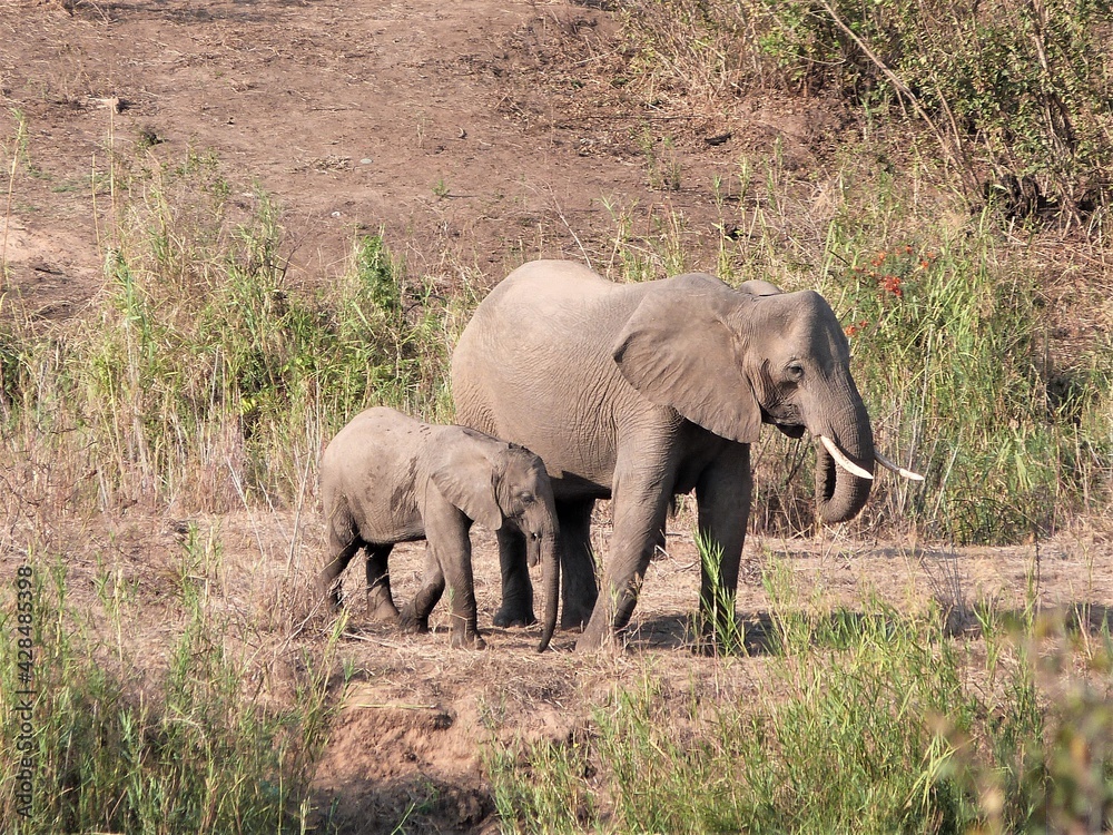 Fototapeta premium Eléphants dans la savane, Afrique du Sud