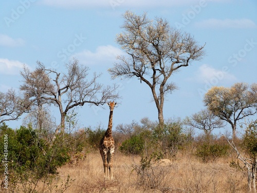Une girafe dans la savane, Afrique du Sud