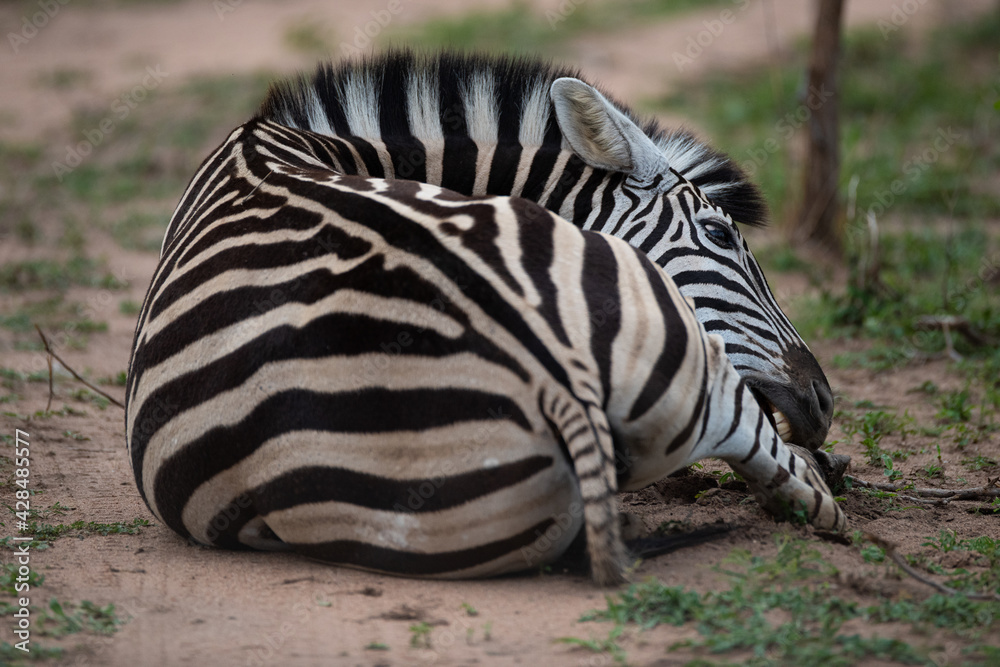 Naklejka premium A Zebra lying down, seen on a safari in South Africa