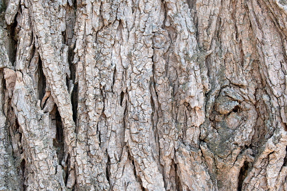 Close up of rough weathered tree bark Close up of rough weathered tree bark