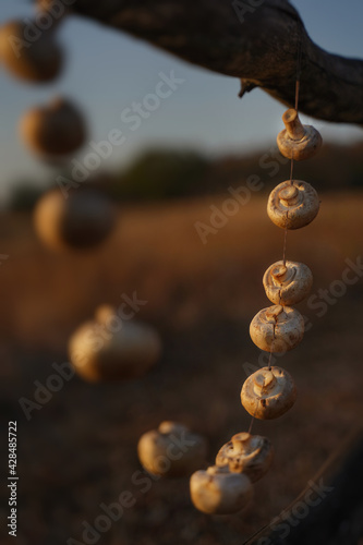 Organic fresh healthy mushrooms hang on a string to dry by the sun. At sunset or sunrise. Diet, Vegetarianism. photo