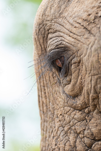 Close-up of an Elephants eye and eyelashes, seen on a safari in South Africa