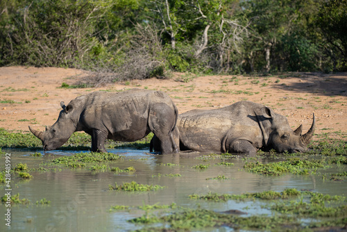 White Rhino cow and calf cooling off on a hot day one safari in South Africa 