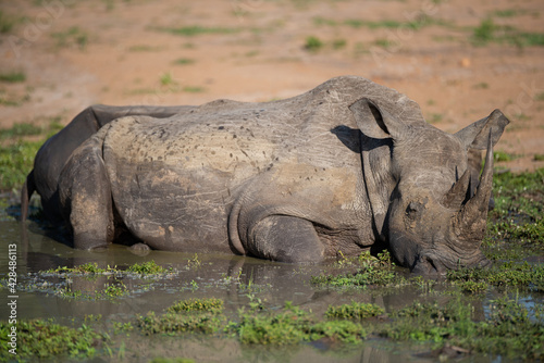 Billede på lærred White Rhino seen in a mud wallow on a safari in South Africa