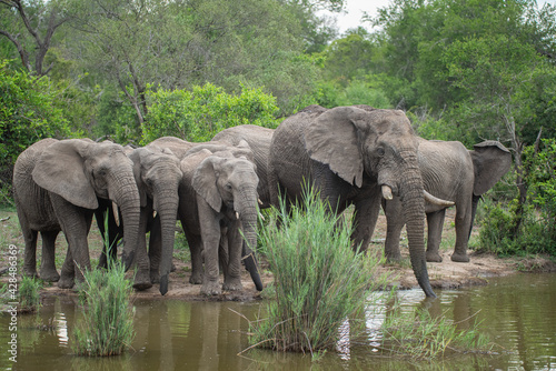African Elephants seen at a waterhole on a safari in South Africa