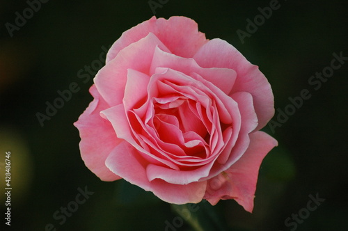 Rose in Vogelperspektive  Blume  rosa  Rosenbl  tter  Botanik  Romantik  pikturesk