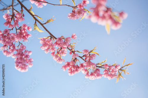 Pink blossoms on the branch with blue sky during spring blooming Branch with pink sakura blossoms and blue sky background. Blooming cherry tree branches against a cloudy blue sky