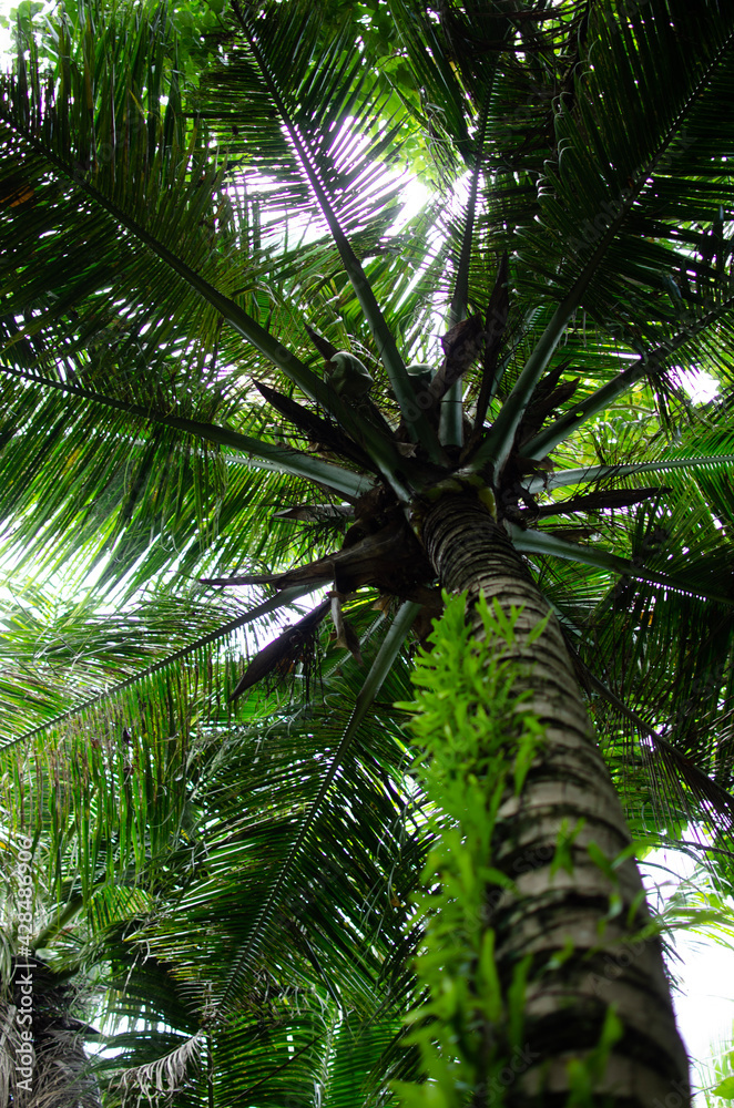 Obraz premium Looking up at the canopy of a coconut tree in the jungle