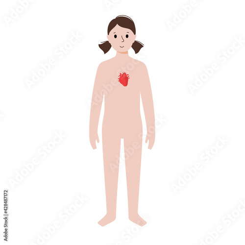 Internal organs in female body