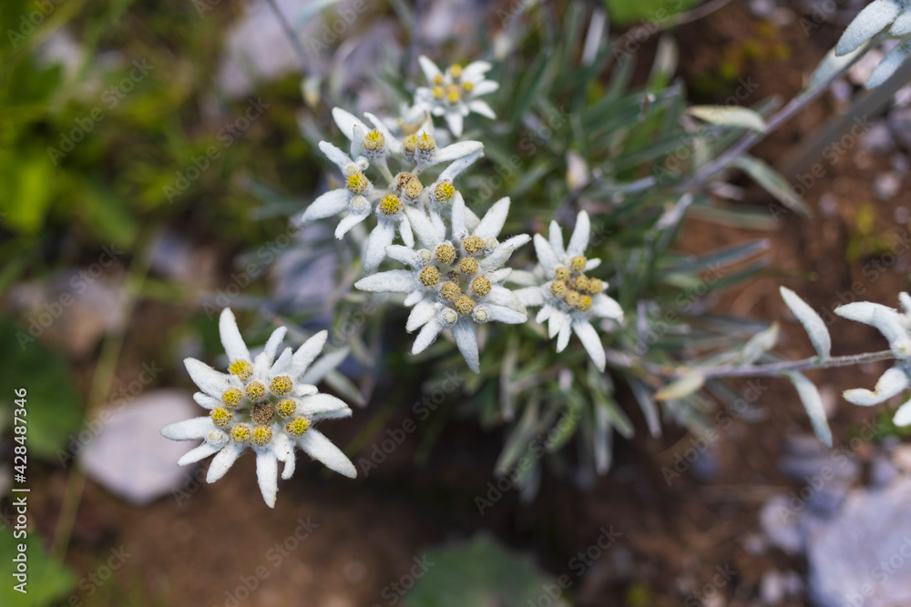 Alpine edelweiss flowers in Northern Velebit National park, Croatia Alpine edelweiss flowers in Northern Velebit National park, Croatia