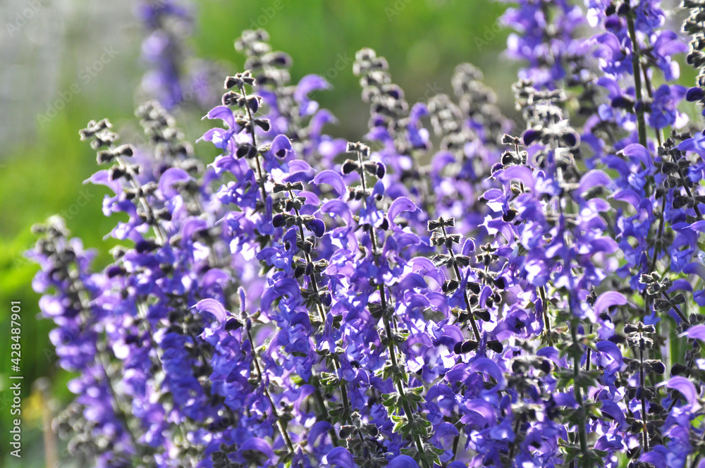 Naklejka premium Among the wild herbs, blooms sage (Salvia pratensis)