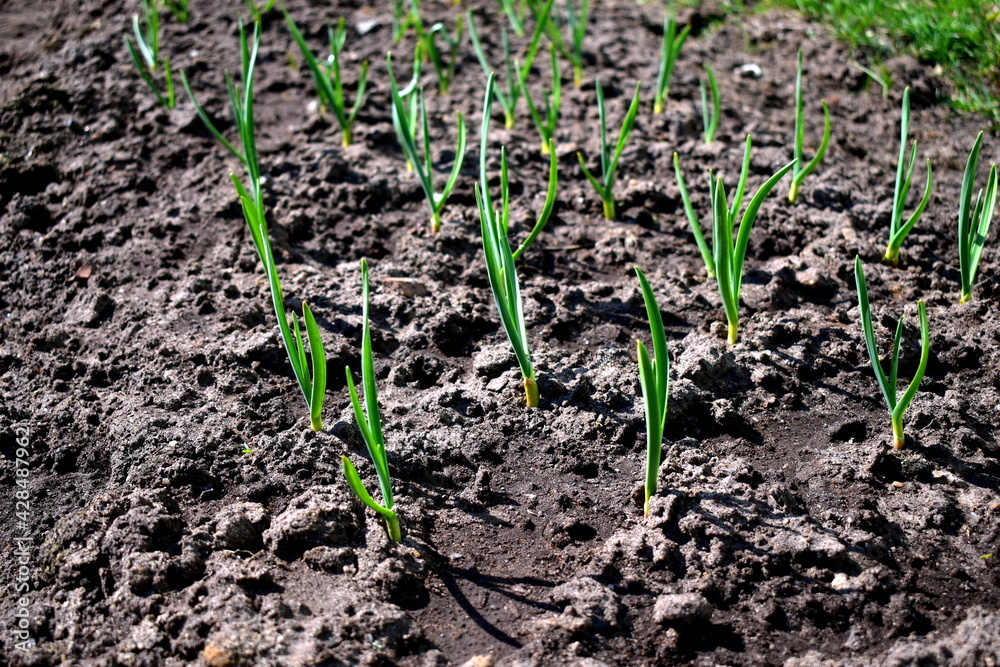sprouts of garlic in the garden sprouts of garlic in the garden