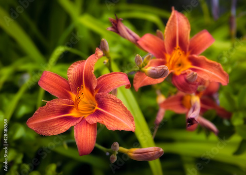 Closeup of beautiful lily © wajan