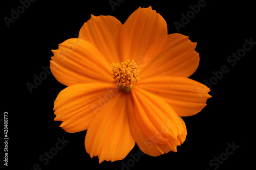 orange flower isolated on black