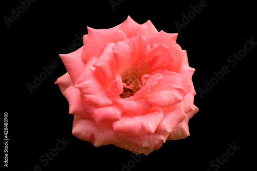 pink flower isolated on black