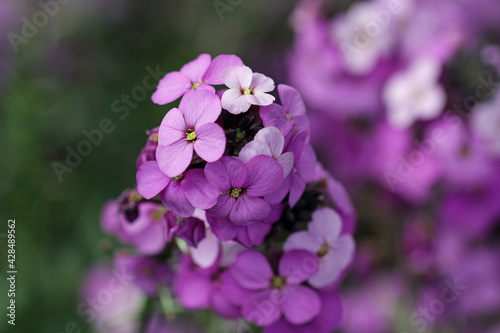 Purple everlasting wallflower flower spikes photo