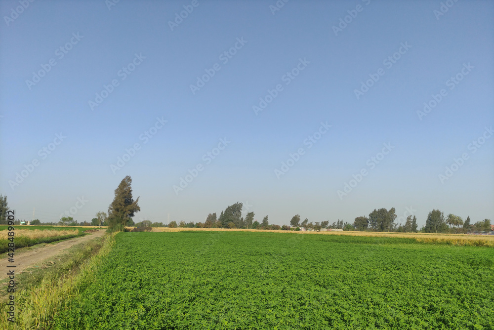 landscape with field and sky nature wallpaper .field and blue sky in Egypt landscape with field and sky nature wallpaper .field and blue sky in Egypt