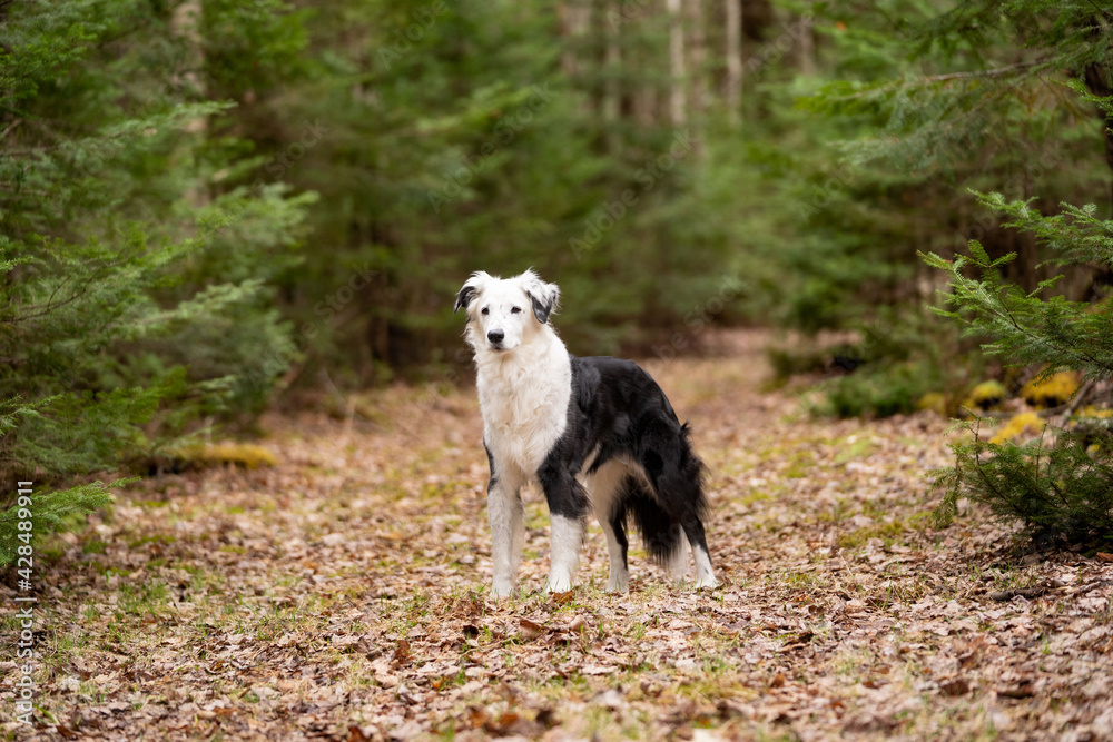 Dog on Woodsy Path