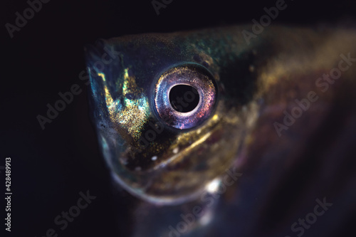 Angelfish close-up photo of eye, black background, aquarium fish