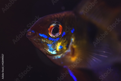 Tetra fish portrait on a black background in home auquarium, eye close-up