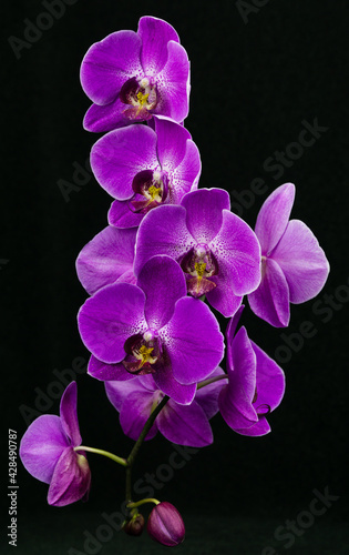 Purple phalaenopsis orchid flower  Phalaenopsis known as the Moth Orchid or Phal on black background. Twig of purple phalaenopsis flowers known as butterfly orchids. Selective focus. Close-up
