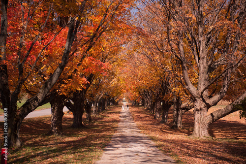 Autumn Treed Pathway