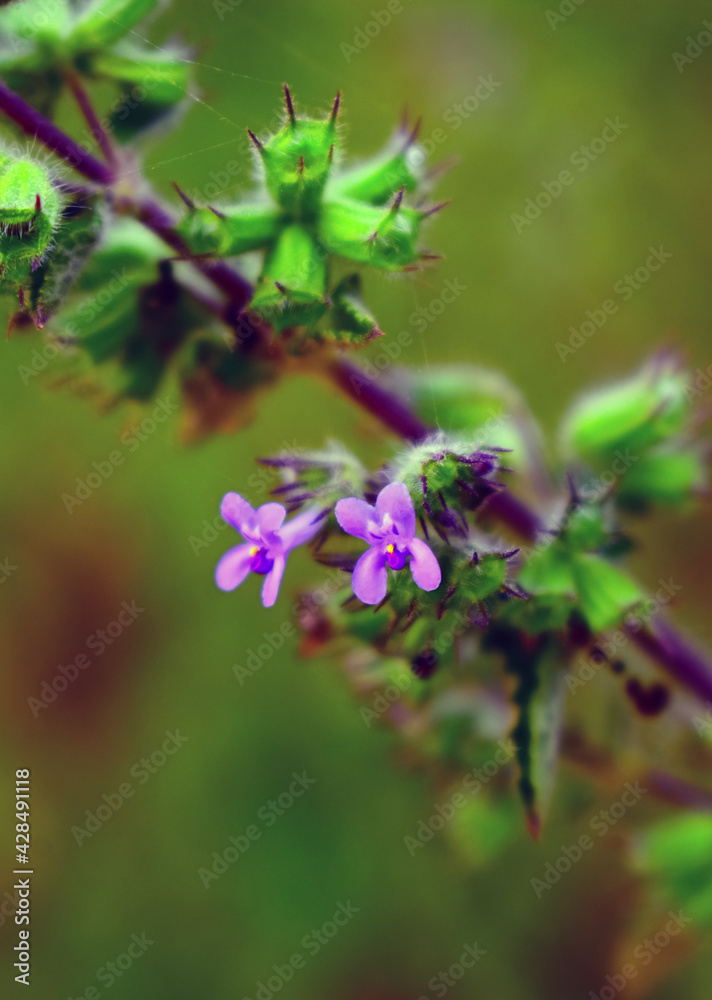 Blue flowers Trailing Lobelia Sapphire flowers (or Edging Lobelia, Garden Lobelia). Latin name Lobelia Erinus. Blue flowers Trailing Lobelia Sapphire flowers (or Edging Lobelia, Garden Lobelia). Latin name Lobelia Erinus.