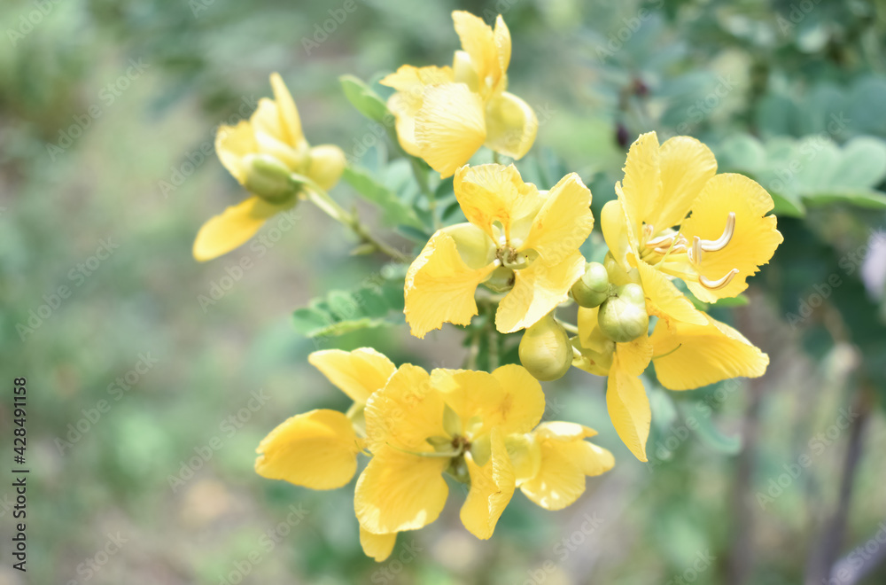 Beautiful yellow trumpet flowers are blooming in a fresh green garden. - obrazy, fototapety, plakaty 