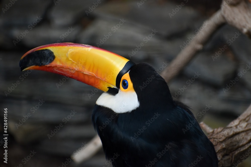 Blue eye colourful toucan in the jungle Blue eye colourful toucan in the jungle