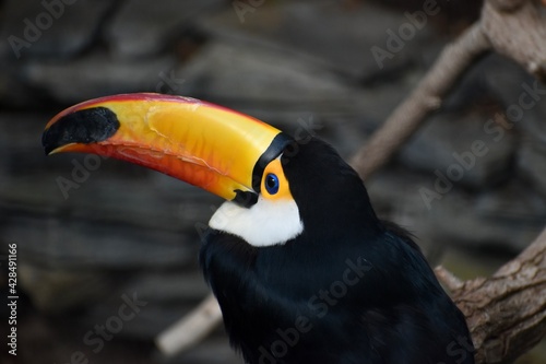 Blue eye colourful toucan in the jungle