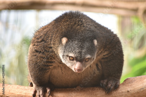 Sulawesi Bear holding a branch and looking at camera