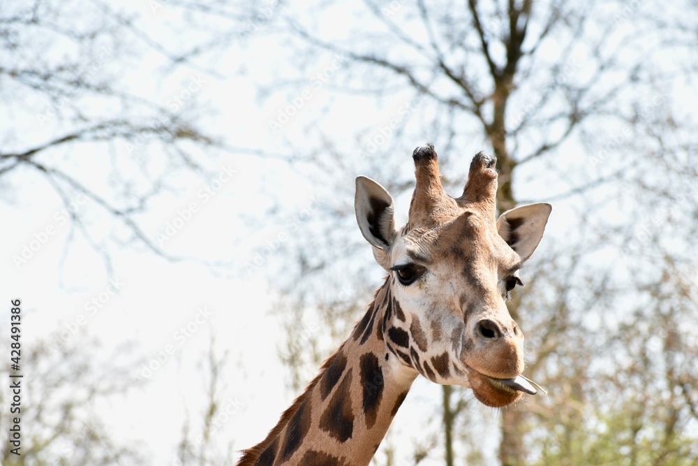 Giraffe eating grass with his tongue out Giraffe eating grass with his tongue out