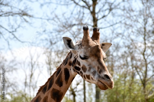 close up photo of a giraffe with trees in the background © keremberk
