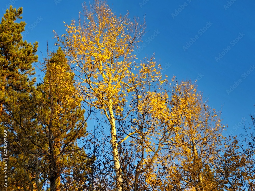 autumn trees against sky