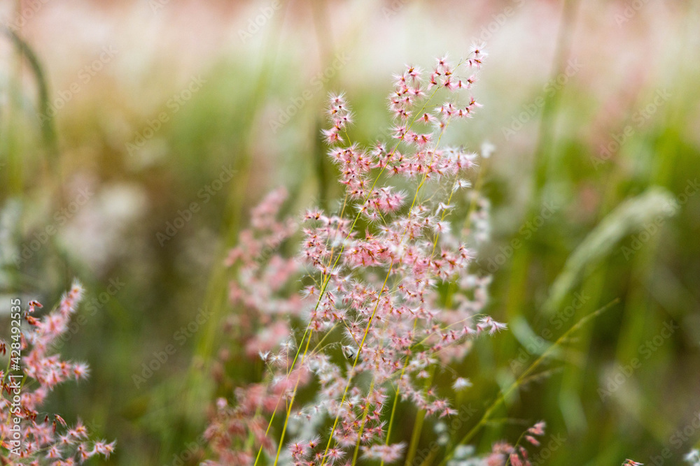Panicum melinis conhecido com Capim Seda Panicum melinis conhecido com Capim Seda