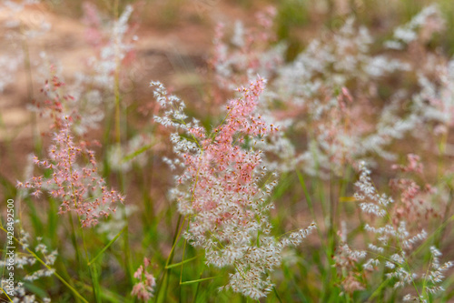 Panicum melinis conhecido com Capim Seda photo