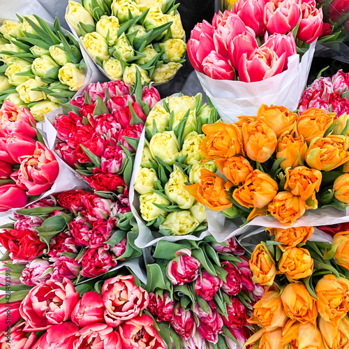 Luxurious bouquets of multi-colored tulips. Spring flowers. Gifts. Studio Photo