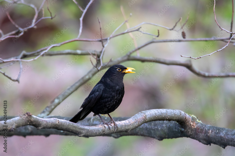 Fototapeta premium Amsel mit Futter
